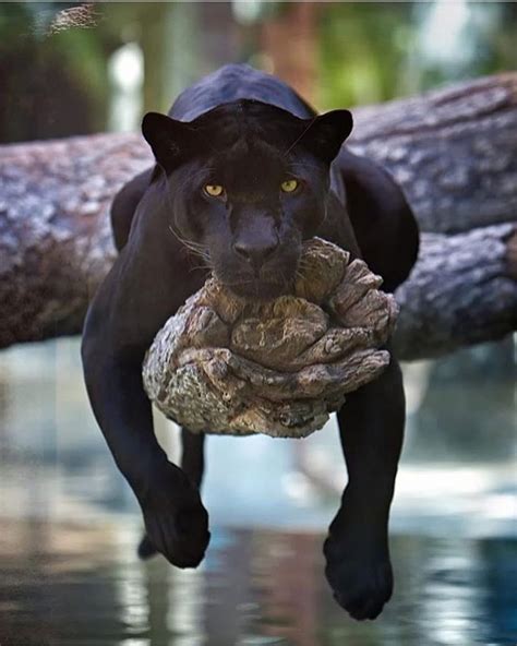 Lifestyle : goodlife | Black panther cat, Animals, Panther cat