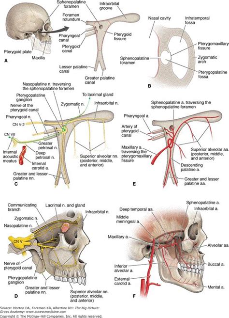 Chapter 22. Pterygopalatine Fossa | The Big Picture: Gross Anatomy ...