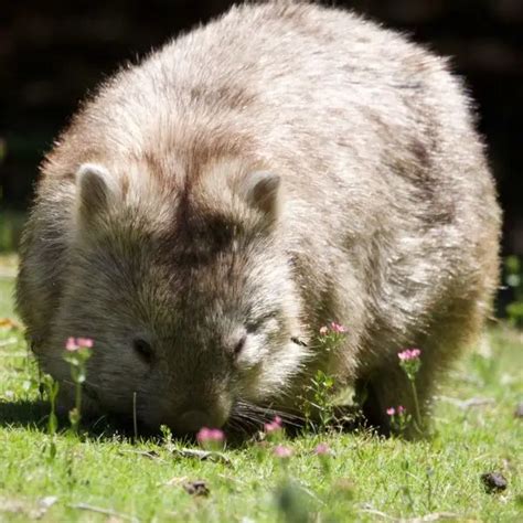 Common Wombat - Facts, Diet, Habitat & Pictures on Animalia.bio