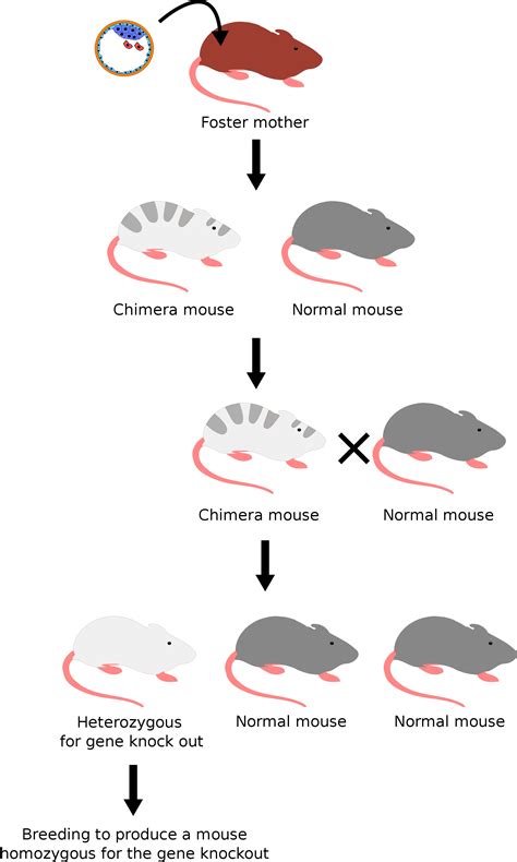 How do you get a knockout mouse ? | Socratic