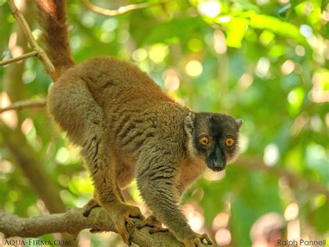 Lemurs of Madagascar | Brown Lemurs | Wildlife & Travel Guides | AQUA-FIRMA