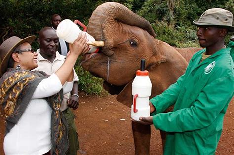 Visit Sheldrick Elephant Orphanage of Kenya | Africa Travel Blog