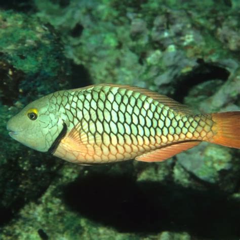 Stoplight parrotfish - Facts, Diet, Habitat & Pictures on Animalia.bio