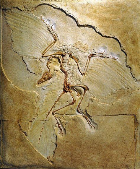 Archaeopteryx Fossil, Berlin Specimen Poster By Chris Hellier | Dinosaur fossils, Fossils ...