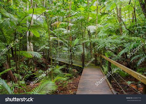 2,969 Cairns Rainforest Images, Stock Photos & Vectors | Shutterstock