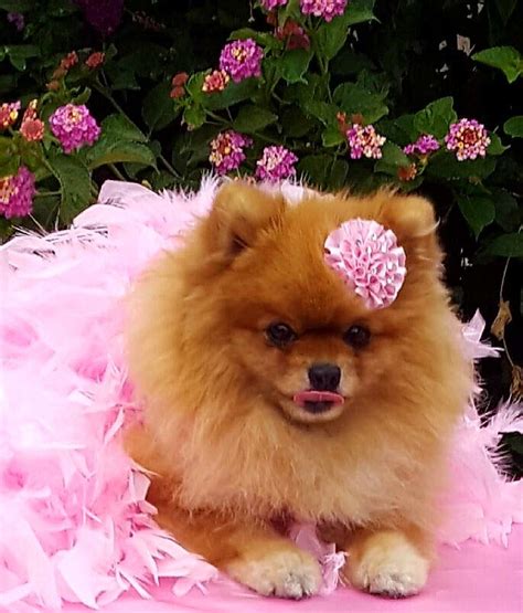 Pomeranian in Pink! Pretty in Pink! | Pomeranian puppy teacup, Pomeranian puppy, Pomeranian