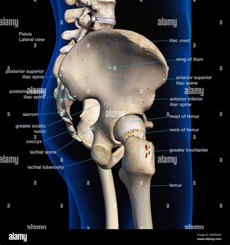 Lateral view of male pelvis, hip, and leg bones labeled on a black background Stock Photo - Alamy