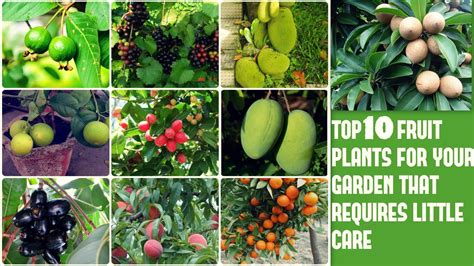 Top 10 Fruit Plants for your Garden that Requires Little Care - YouTube