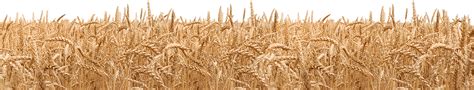 Wheat PNG transparent image download, size: 1520x290px