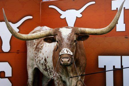 Power Ranking the 25 Most Popular Mascots Ever | Ut longhorns, Texas longhorns football, Bevo