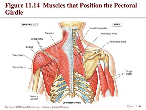 PPT - Muscular system PowerPoint Presentation, free download - ID:58783