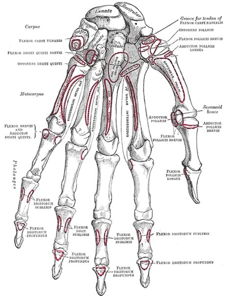 The Carpus - Human Anatomy