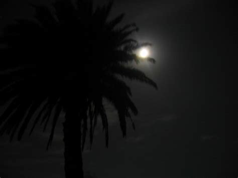 Palm Tree Silhouette | I was lucky enough that a full moon w… | Flickr