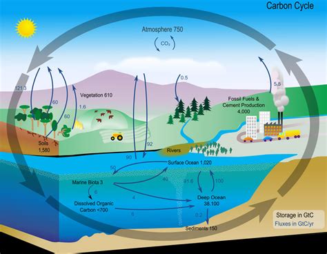 Carbon Cycle Graph