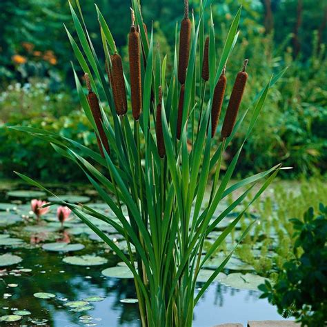 Lesser bulrush Typha angustifolia brown - Marsh plant, Water plant ...