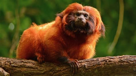 Suzy's Animals of the World Blog: THE GOLD LION TAMARIN