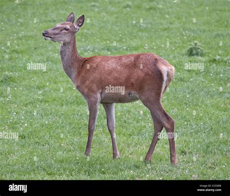 Red Deer Doe (cervus elaphus) moulting, UK Stock Photo - Alamy