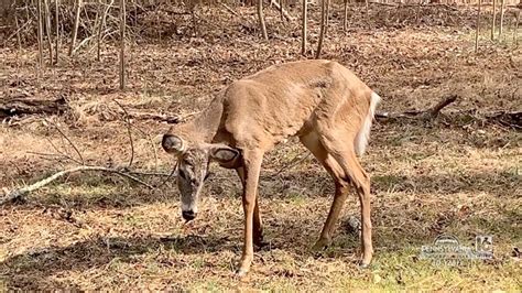 Chronic Wasting Disease Update | wnep.com