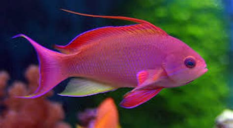 Lyretail Anthias (Male) - Reef Fish Wholesalers Pty Ltd