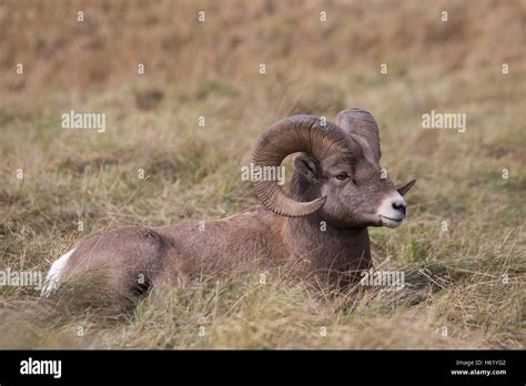 Rocky Mountain Bighorn sheep ram with horns (Ovis canadensis canadensis ...