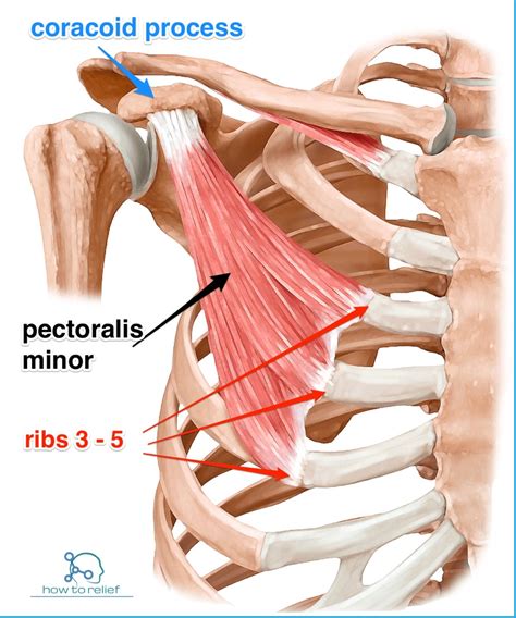 Pectoralis Minor: Origin, Insertion, Nerve Supply & Action » How To Relief