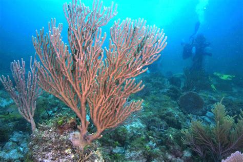 underwater plant | Coral reef plants, Ocean plants, Underwater plants