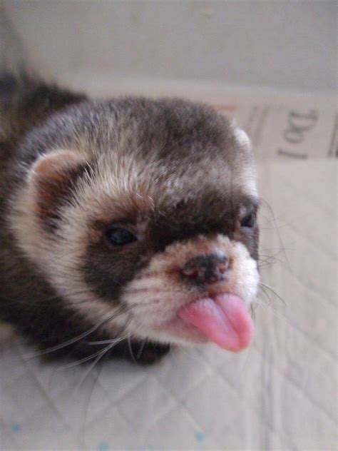 naughty, naughty | Funny ferrets, Cute ferrets, Cute baby animals