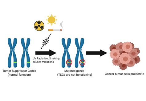 105 - Tumor Suppressor Genes (w/ Pat Faughnan!) — Curioscity: a Science Show