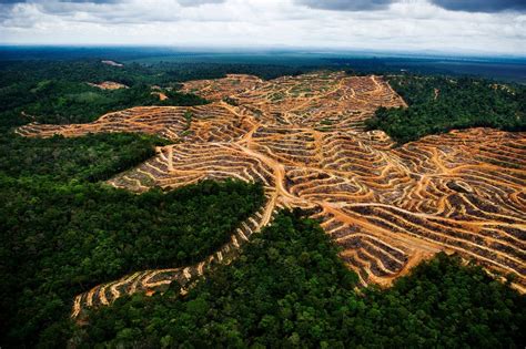 How palm oil cultivation in Borneo is threatening the ecosystem everywhere - The Washington Post