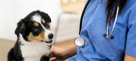 Pet Health | Parrett Veterinary Clinic