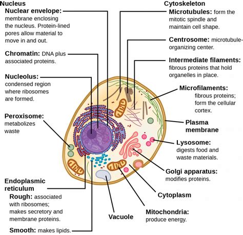 Chapter 2: Organization of Life – Human Biology