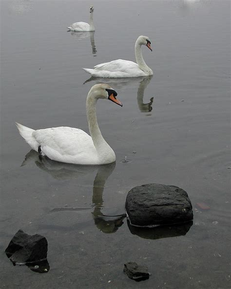 Three Swans Photograph by Barry Doherty - Fine Art America