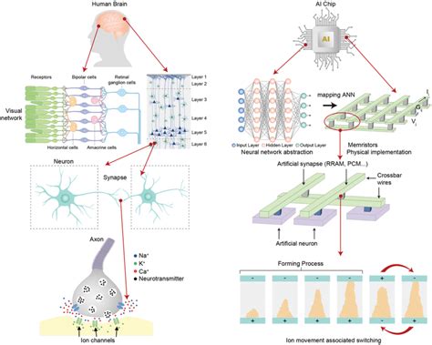 Schematics of typical gated ion channels. a) Voltage-gated ion channels... | Download Scientific ...