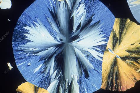 Vanillin Crystals - Stock Image - C003/1769 - Science Photo Library