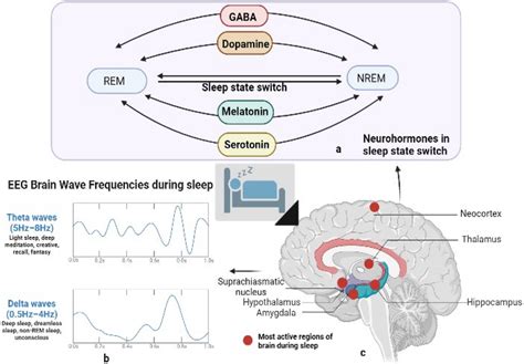 a Neurohormones melatonin, serotonin, GABA, and dopamine promote the... | Download Scientific ...