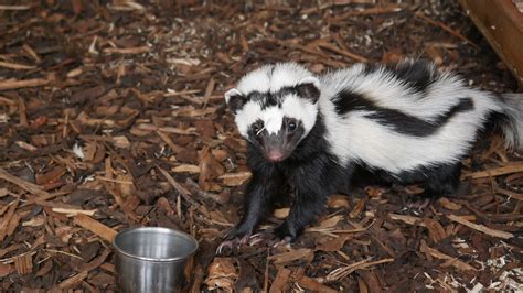 Zorilla at Cedars Nature Centre - ZooChat