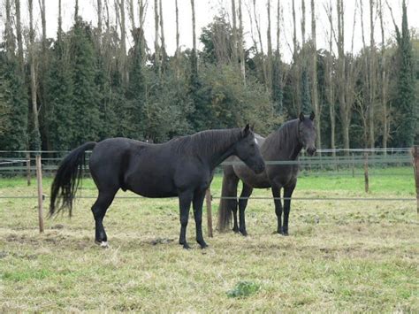 Stuff4Petz - How to Install a Cheap Electric Horse Fence: A Step-by ...