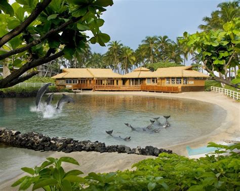 About Dolphin Quest Hawaii | Dolphin Quest