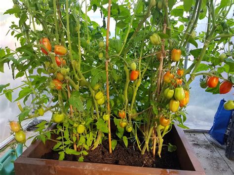 Plum Roma tomatoes in a polytunnel in Scotland. #gardening #garden #DIY #home #flowers #roses # ...