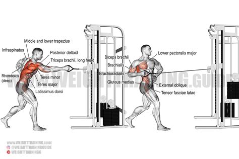 Arm And Shoulder Muscles Diagram - Arm Muscles Diagrams - The upper part of the trapezius muscle ...