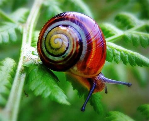 El caracol arcoiris, Polymita picta