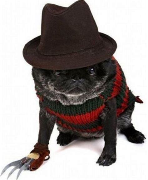 "The 12 Least-Scary Scary Dog Halloween Costumes" | Dog halloween, Pet ...