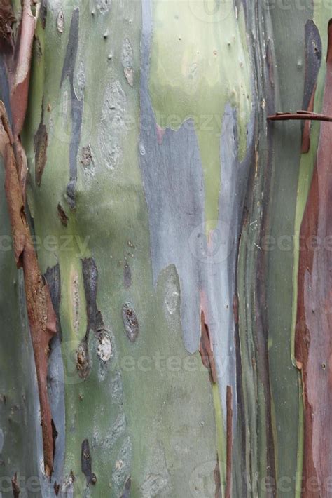 Bright Eucalyptus Bark, Colorful Eucalyptus Tree 7287935 Stock Photo at Vecteezy