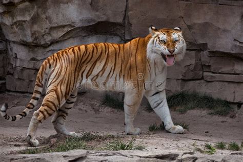 A Golden Tabby Tiger stock image. Image of golden, animal - 33098393