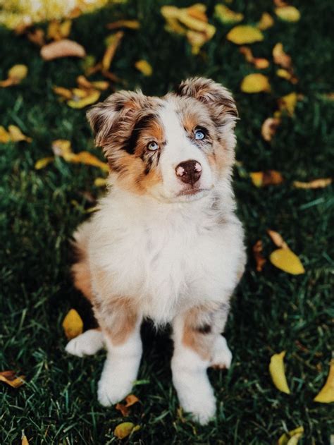 red merle aussie puppy names - Just As Much Fun Log-Book Diaporama