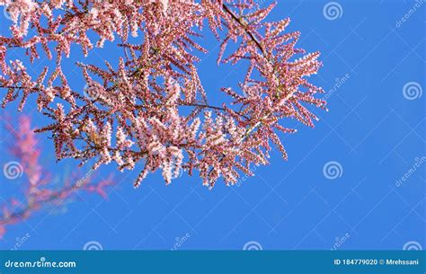 Bright Pink Flowers of Tamarisk Tree Against Blue Sky Stock Photo ...