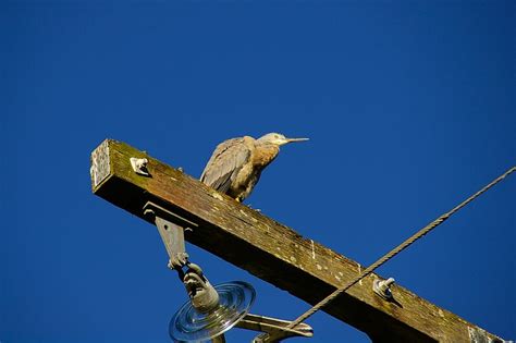 White-Faced Heron Young Bird - Free photo on Pixabay - Pixabay