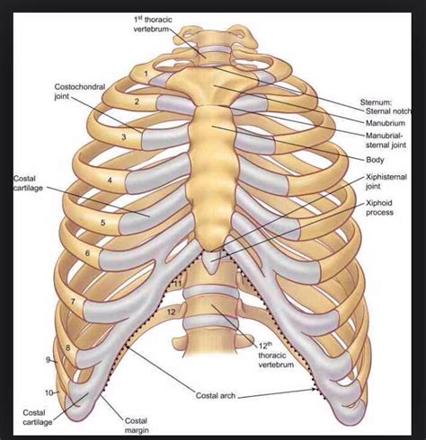 Rib Popped When Squatting. | Bodybuilding, Muscle, Fitness and Health Forum - TMuscle