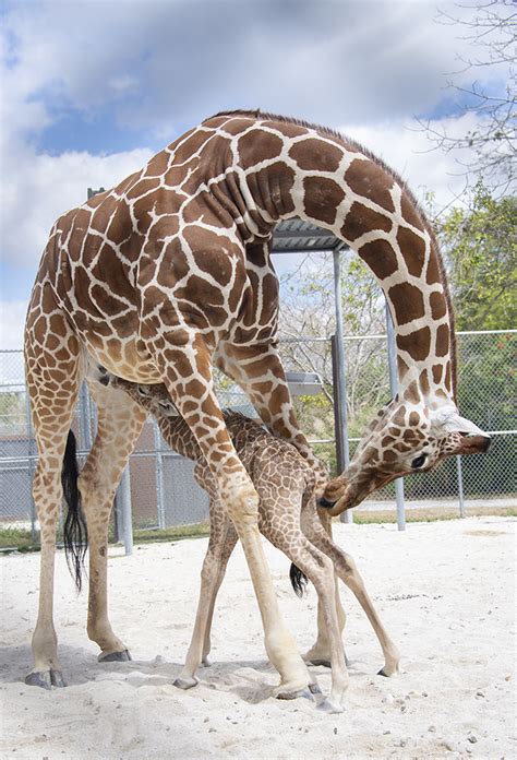 Must see: Baby giraffes make debut at Zoo Miami | WFLA