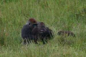 Study garners unique mating photos of wild gorillas